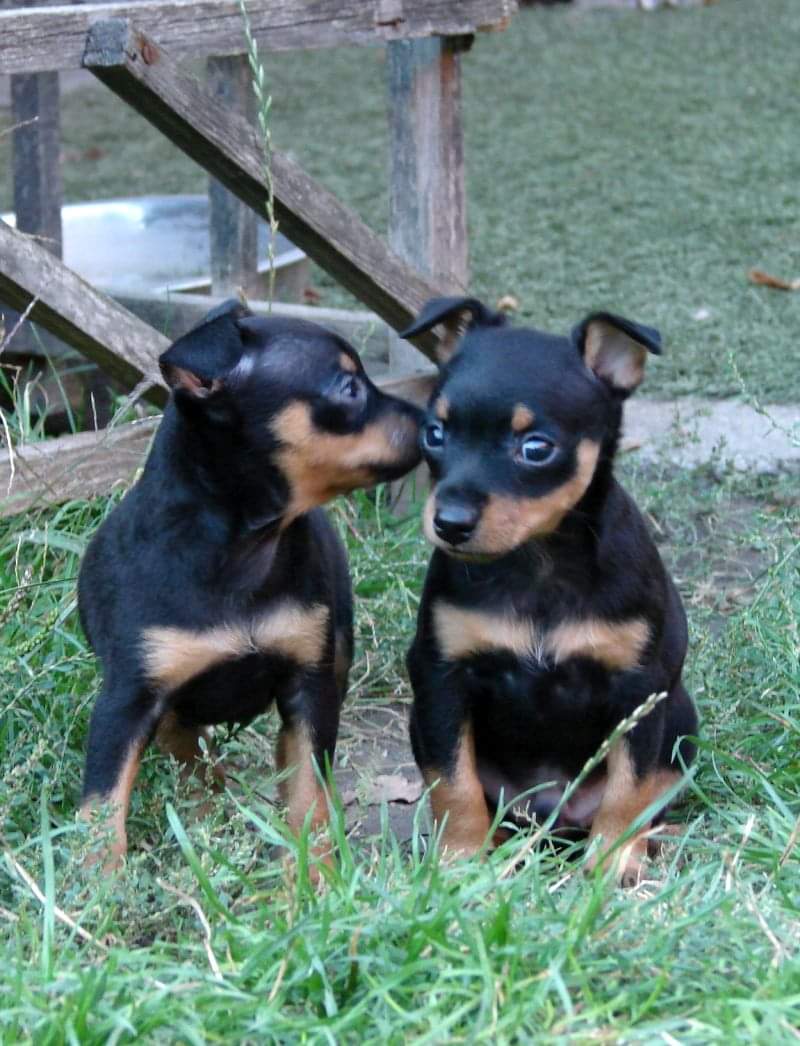 Mr.Muffin Agent Arnak + Mr.Bean Agent Arnak